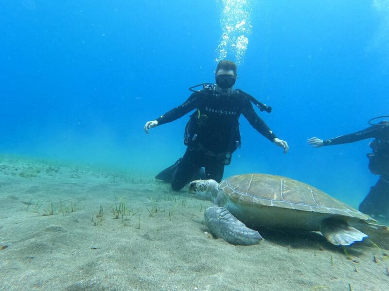 Tenerife south: Scuba Dive for beginners in Adeje - Key Points