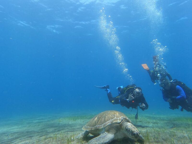 Tenerife south: Scuba Dive for beginners in Adeje - Benefits of Scuba Diving for Beginners