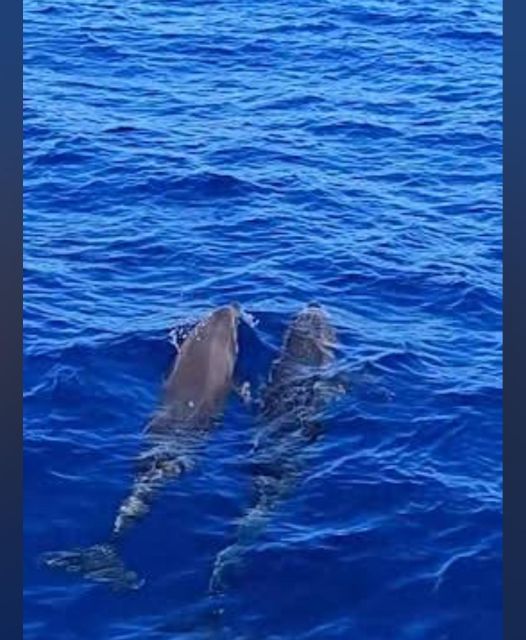 Tenerife: Sunset Catamaran Tour with Transfer, Buff & Drinks - Key Points