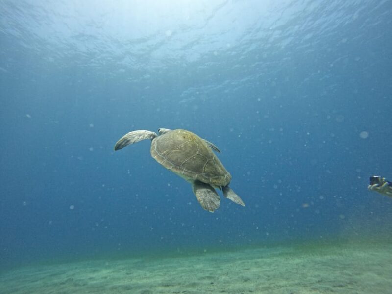 Tenerife sur: Buceo para principiantes en Adeje - Flexibility and Cancellation Policy