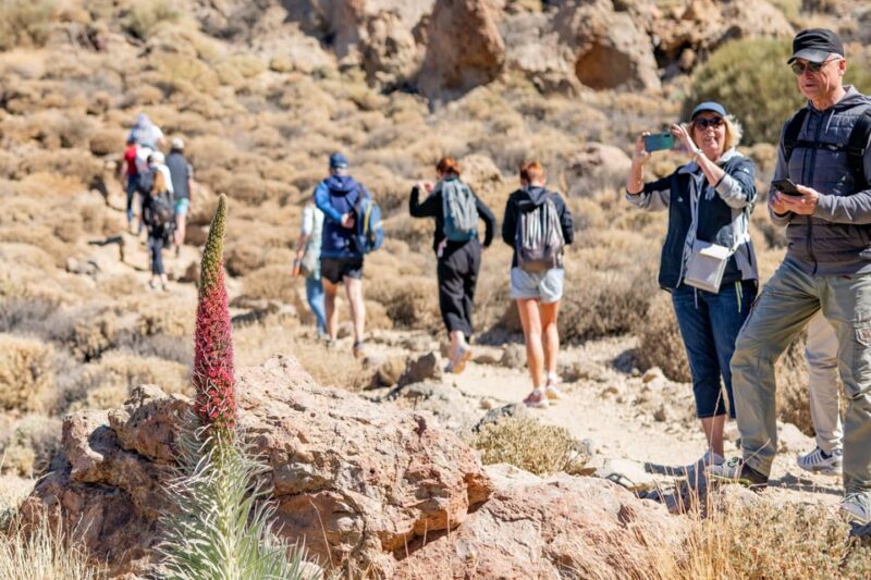 Tenerife : Teide Hiking - Comparing Similar Experiences