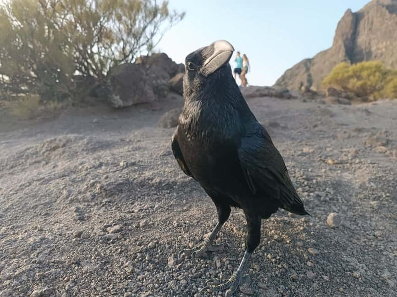 Tenerife: Teide, Masca, Garachico, and Sunset Exclusive Tour - What to Bring and Weather Considerations