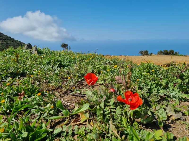 Tenerife: Teno & Lunar Scenery Guided Hike + Canarian Food - Final Thoughts on the Teno & Lunar Scenery Guided Hike