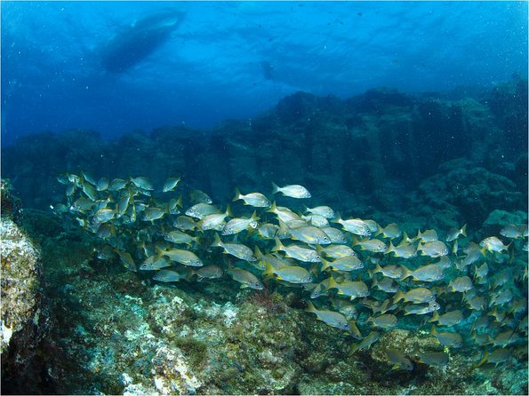 Tenerife Turtle and Snorkel Tour from Costa Adeje - Equipment and Safety Measures