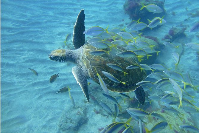 Tenerife Turtle and Snorkel Tour from Costa Adeje - The Experience of the Boat Ride and Marine Encounters