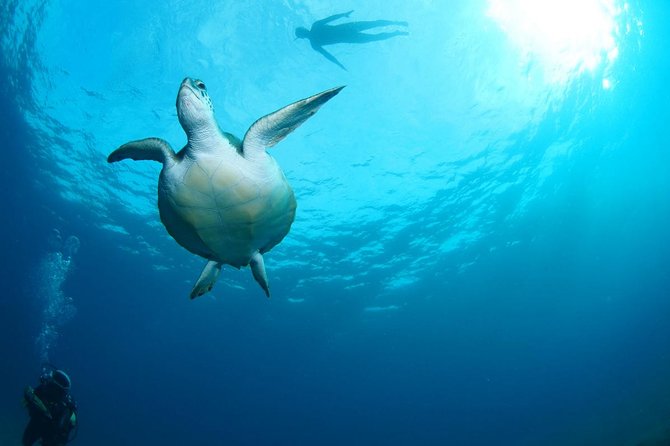 Tenerife Turtle and Snorkel Tour from Costa Adeje - The Limitations and Considerations