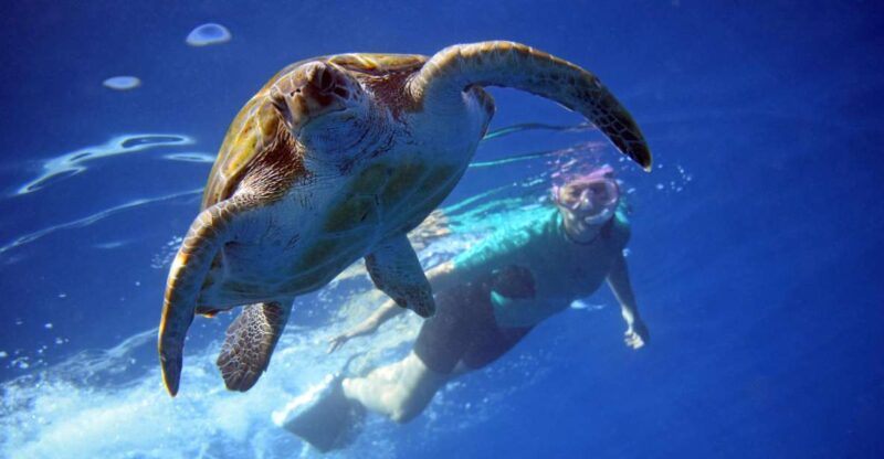 Tenerife: Turtle & Dolphin Kayak Tour with Snorkel & Wetsuit - Key Points