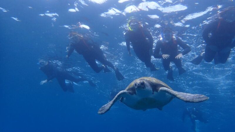 Tenerife: Turtle & Dolphin Kayak Tour with Snorkel & Wetsuit - The Scenic Route and Key Stops