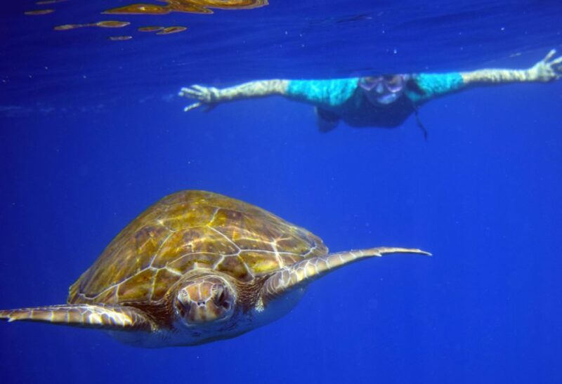 Tenerife: Turtle & Dolphin Kayak Tour with Snorkel & Wetsuit - The Experience of Wildlife Viewing