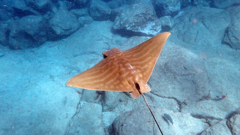 Tenerife: Turtle & Dolphin Kayak Tour with Snorkel & Wetsuit - Final Thoughts: A Wildlife-Focused Kayak Adventure in Tenerife