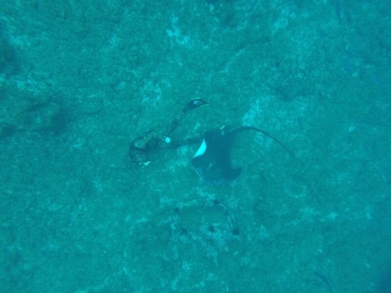 Tenerife: Underwater Lava Tongues Snorkel Excursion - Snorkeling Among Underwater Lava Tongues in Tenerife