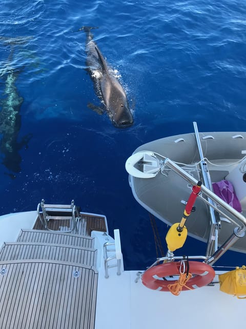 Tenerife: Whale and Dolphin Watching Boat Tour - Tenerife Whale and Dolphin Watching Boat Tour: An Up-Close Marine Adventure