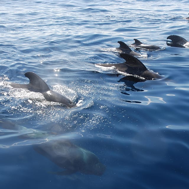 Tenerife: Whale and Dolphin Watching Boat Tour - Exploring the Marine Habitat: Whales and Dolphins in Tenerife