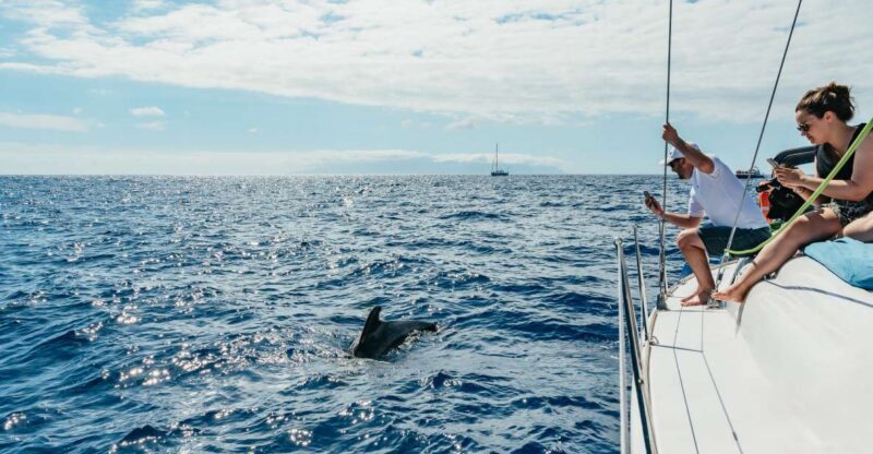 Tenerife: Whale & Dolphin Watching with Drinks and Snacks - Exciting Marine Encounters on a Luxury Yacht in Tenerife