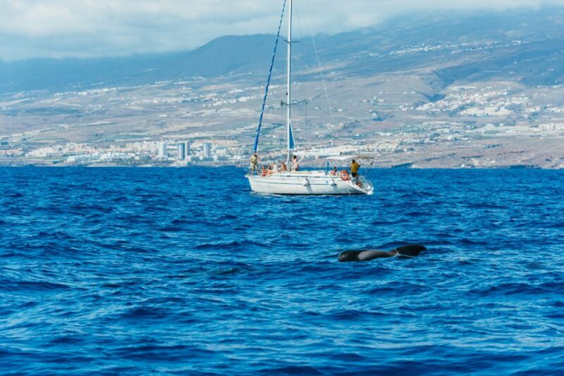 Tenerife: Whale & Dolphin Watching with Drinks and Snacks - Carefully Designed Itinerary for Marine Wildlife