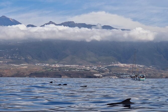Tenerife Whale Watching and Snorkeling Yacht Trip - Departure and Return at Puerto Colon