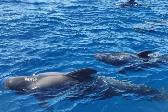 Tenerife Whale Watching and Snorkeling Yacht Trip - Playa del Puertito: Snorkeling and Turtle Spotting