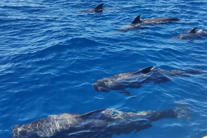 Tenerife Whale Watching and Snorkeling Yacht Trip - Food, Drinks, and Water Activities