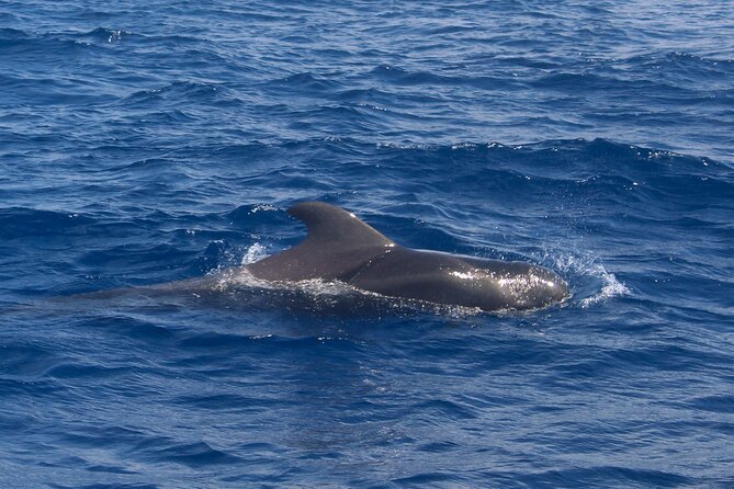 Tenerife Whale Watching and Snorkeling Yacht Trip - Customer Experience and Satisfaction