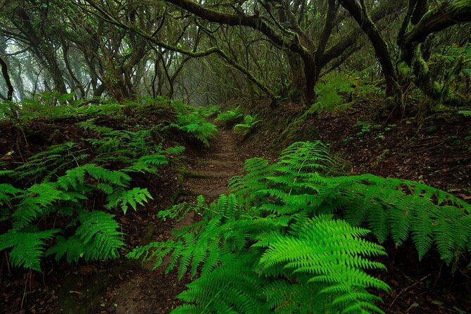 Tenerife Wonder Walk - The Unique Experience of Anaga’s Cloud Forest