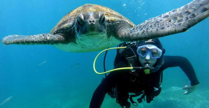 Tenerife: Your First Scuba Diving Experience in Turtle Area - Safety Briefing and Preparation for First-Time Divers