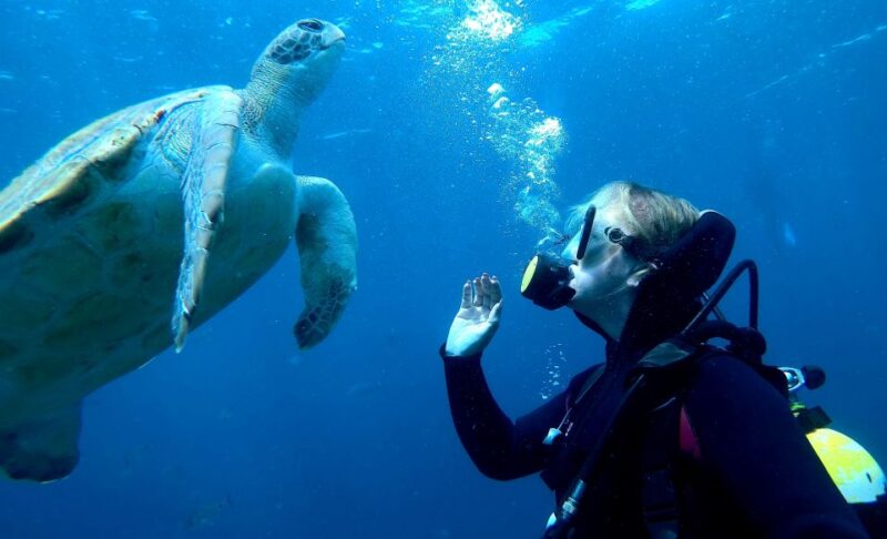 Tenerife: Your First Scuba Diving Experience in Turtle Area - The First Scuba Dive to 12 Meters in Tenerife
