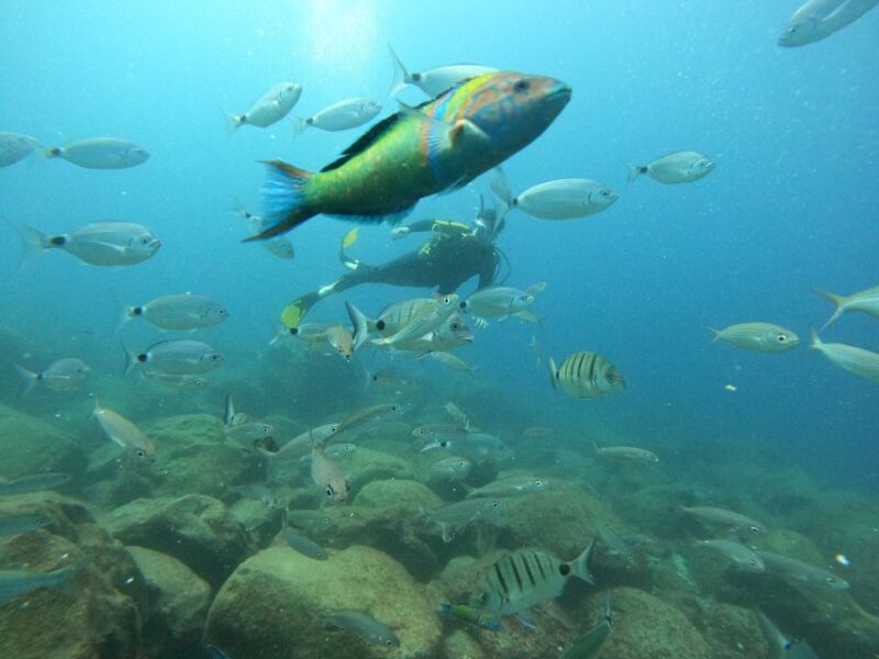 Tenerife: Your First Scuba Diving Experience in Turtle Area - The Chance to Spot Whales and Dolphins from the Boat