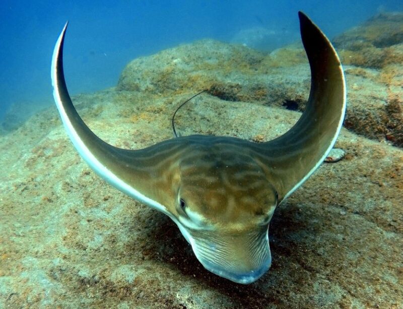 Tenerife: Your First Scuba Diving Experience in Turtle Area - Relaxing Return and Reflection After the Underwater Adventure