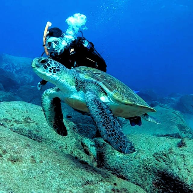 Tenerife: Your First Scuba Diving Experience in Turtle Area - Who Will Enjoy This Tenerife Scuba Tour?