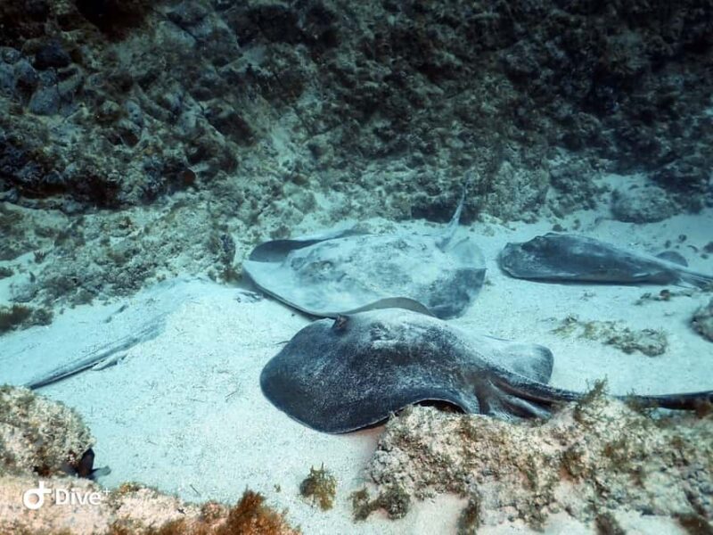 Tenerife: Your First Scuba Diving Experience in Turtle Area - Pricing, Cancellation, and Booking Flexibility