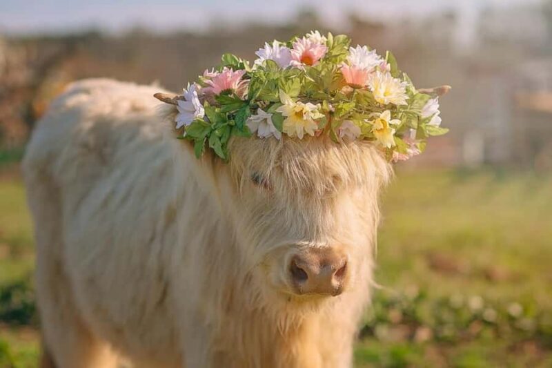 Tennessee: Fluffy Highland Cow Experience + Gelato & Coffee - Meeting at Cedar Pond Farms in Tennessee