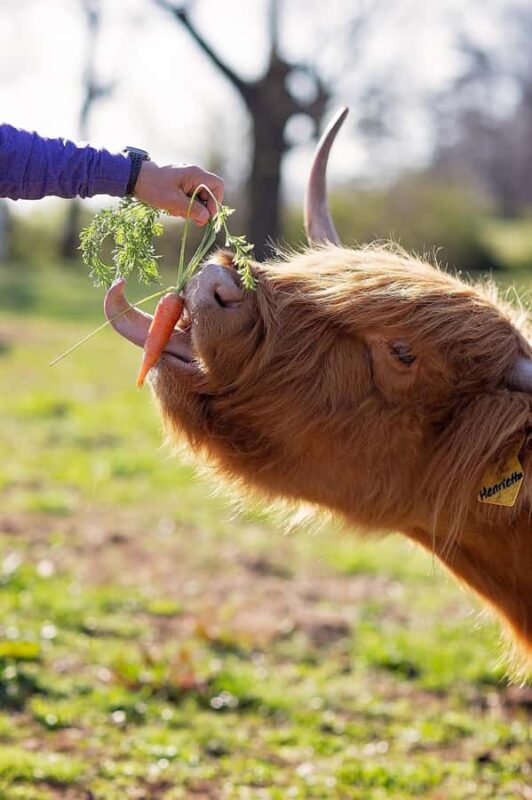 Tennessee: Fluffy Highland Cow Experience + Gelato & Coffee - Post-Activity Relaxation with Gelato and Coffee