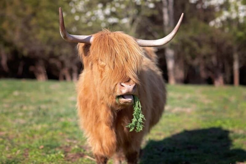 Tennessee: Fluffy Highland Cow Experience + Gelato & Coffee - Practical Tips and Accessibility
