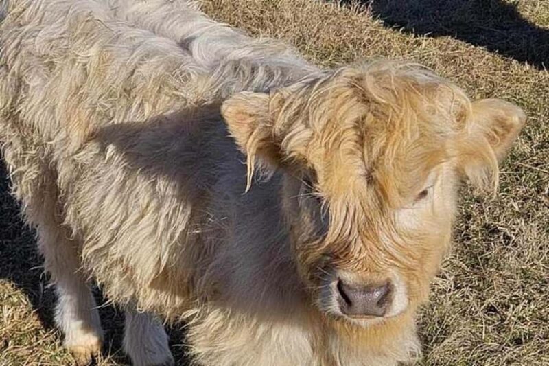 Tennessee: Fluffy Highland Cow Experience + Gelato & Coffee - Booking and Cancellation Policies