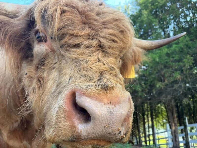 Tennessee: Highland Cow Painting Class - The Friendly Instructor and Atmosphere