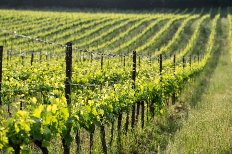 Tenuta Torriolo: EVO Oil Tasting in the province of Siena - Key Points