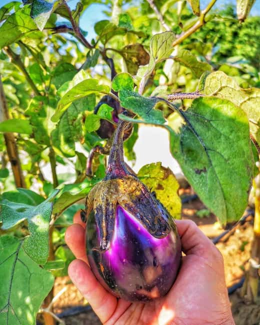 Tenute Baglio Passofondo Home restaurant typical Sicilian - The Location of Tenute Baglio Passofondo