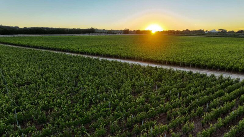 Tenute Girolamo: Winery tour and VIP tasting in the Itria Valley - Value for Money: Quality Experiences at a Reasonable Price