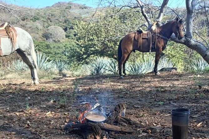 Tequila Agave & Rural Horseback Adventure in El Arenal - Riding Through Endless Agave Fields on Your Own Horse