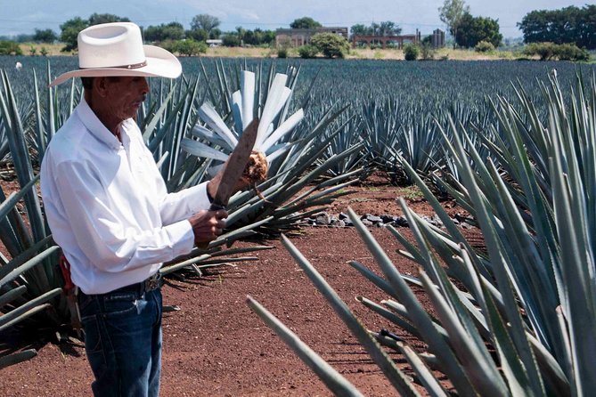Tequila distillery experience, Jose Cuervo & Tequila Magic Town - Practical Details: Transport, Timing, and Logistics
