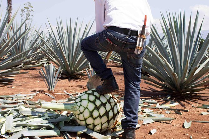 Tequila distillery experience, Jose Cuervo & Tequila Magic Town - Critical Insights from Guest Feedback