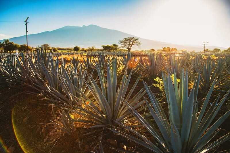 Tequila, Jalisco, and Toriles from Puerto Vallarta - Practical Details: Logistics and What’s Included
