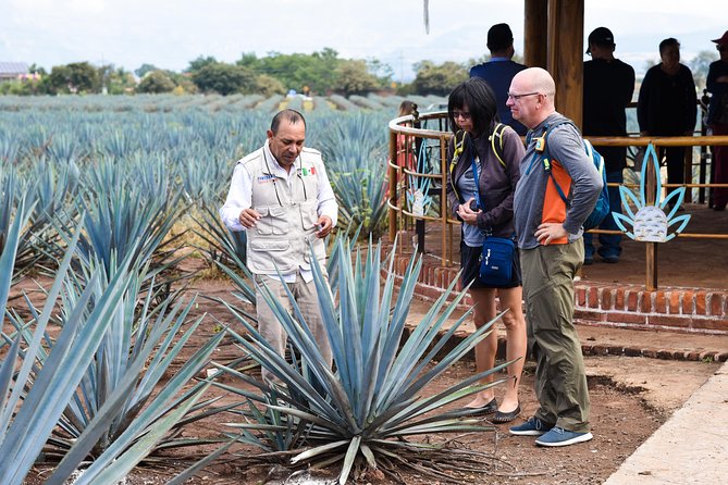 Tequila Route Experience from Guadalajara - The UNESCO-Listed Campos de Agave Jose Cuervo
