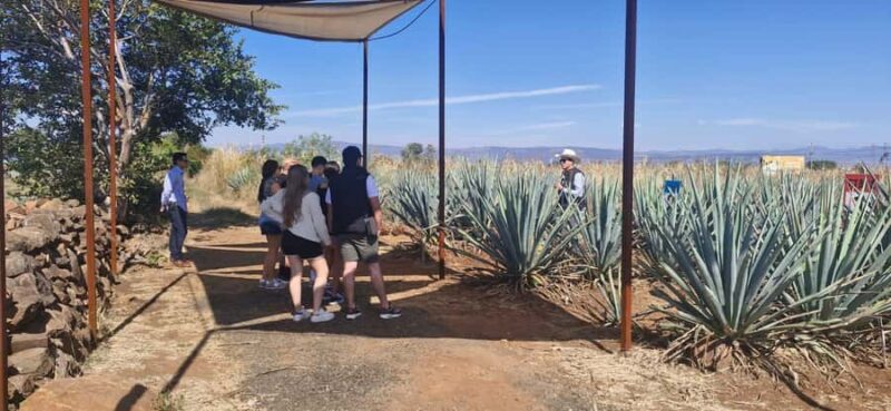 Tequila Tour from Guadalajara: Barrel Ride in Tequila - Visiting Hacienda Destiladora El Imperio