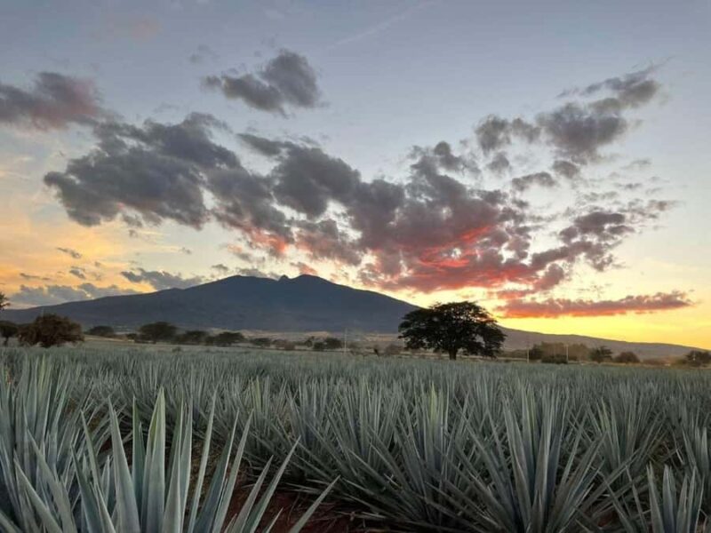 Tequila Tour from Guadalajara: Barrel Ride in Tequila - Practical Details and Accessibility