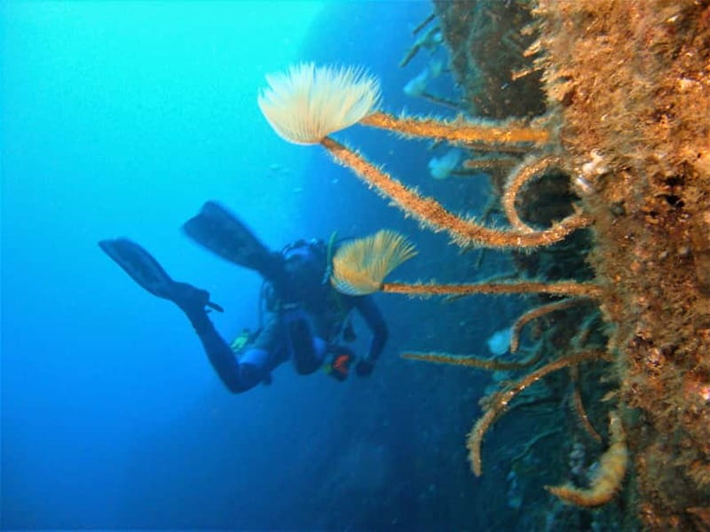 Terceira Azores: Scuba-Double dive Trip(certified Divers) - The Marine Life You Can Expect to Encounter