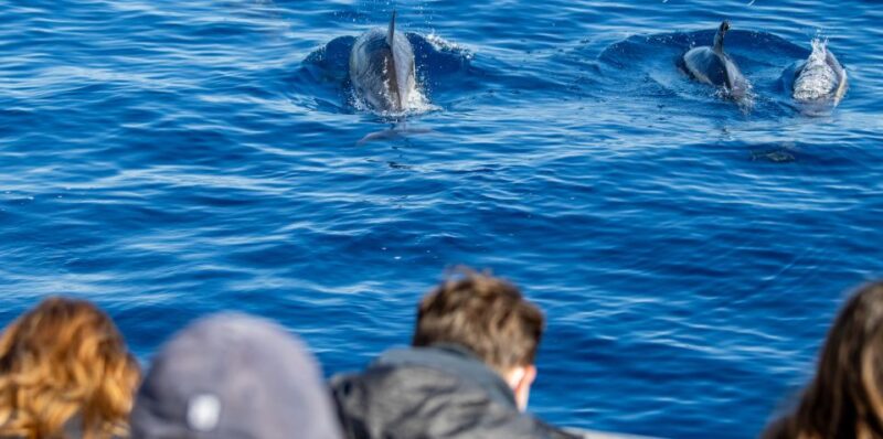 Terceira: Half-Day Dolphin and Whale Watching Tour - What to Expect During the 3-Hour Marine Safari