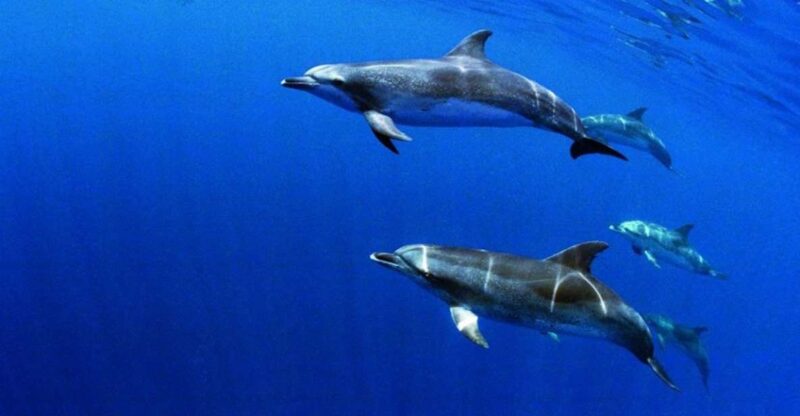 Terceira: Half-Day Dolphin and Whale Watching Tour - The Cost-Value Balance and Booking Flexibility