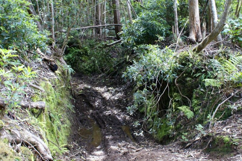 Terceira Island: Full-Day Mud Adventure & Traditional Lunch - Who Will Enjoy This Tour Most?