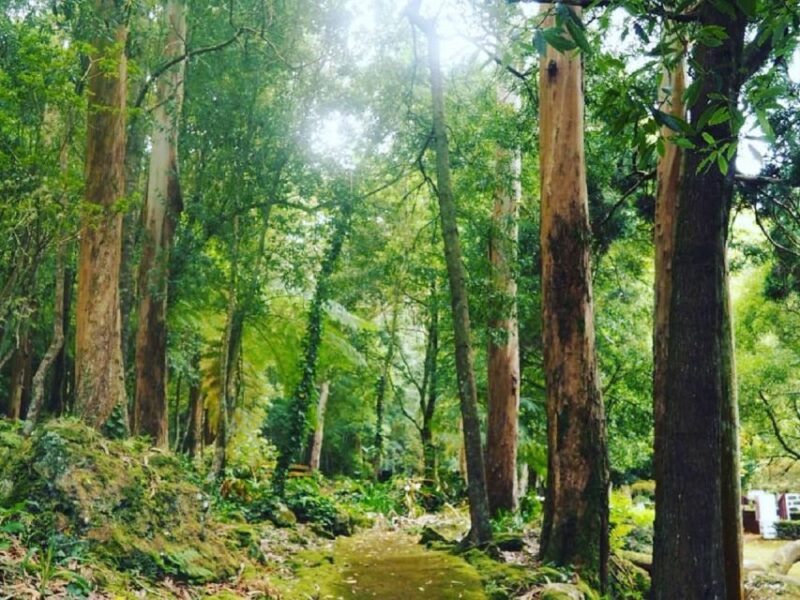 Terceira Island : Half-Day Van Tour on the West Coast - Key Points